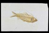 Detailed Fossil Fish (Knightia) - Wyoming #96108-1
